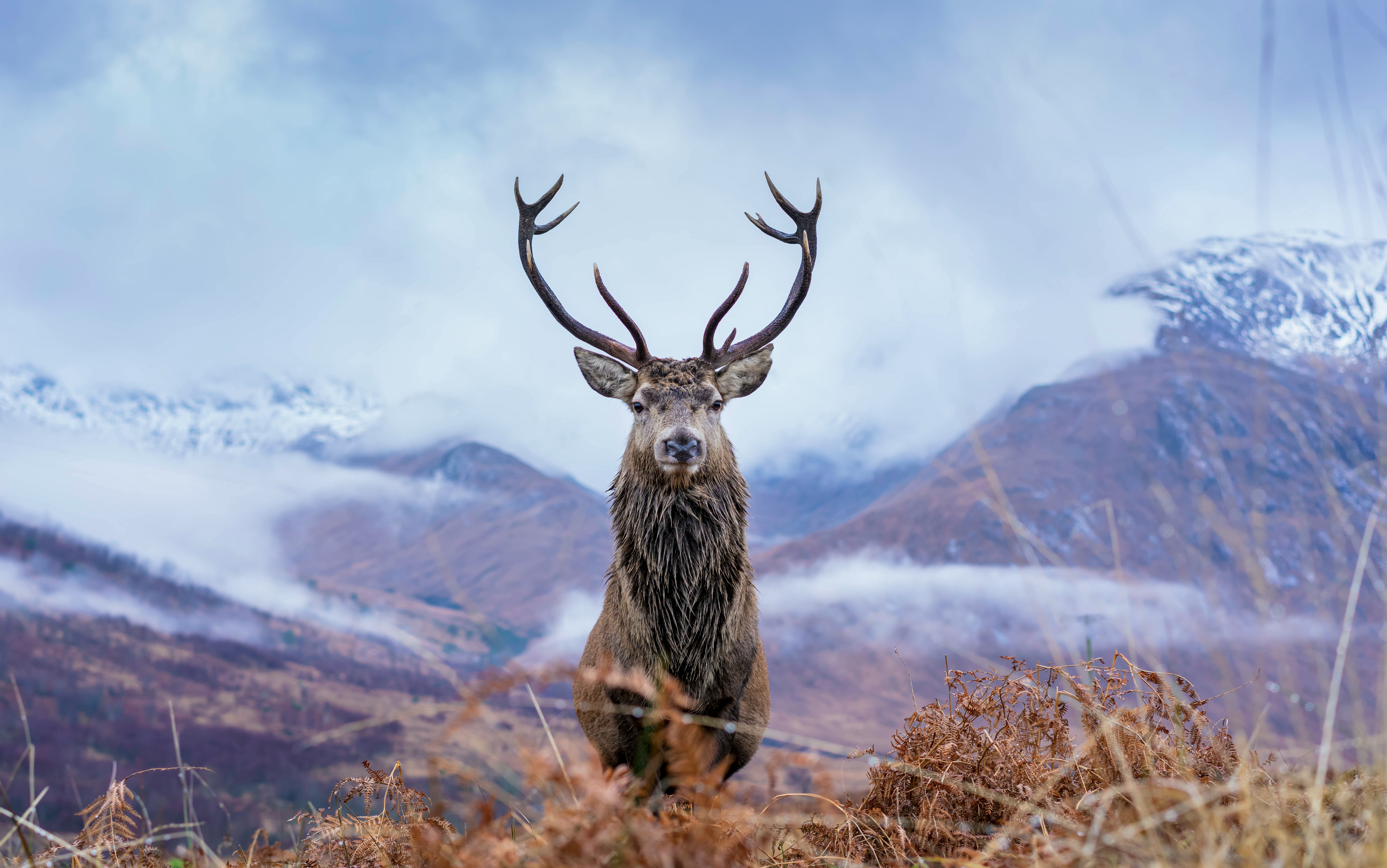 Foto eines Hirsch | Leadership & Führung