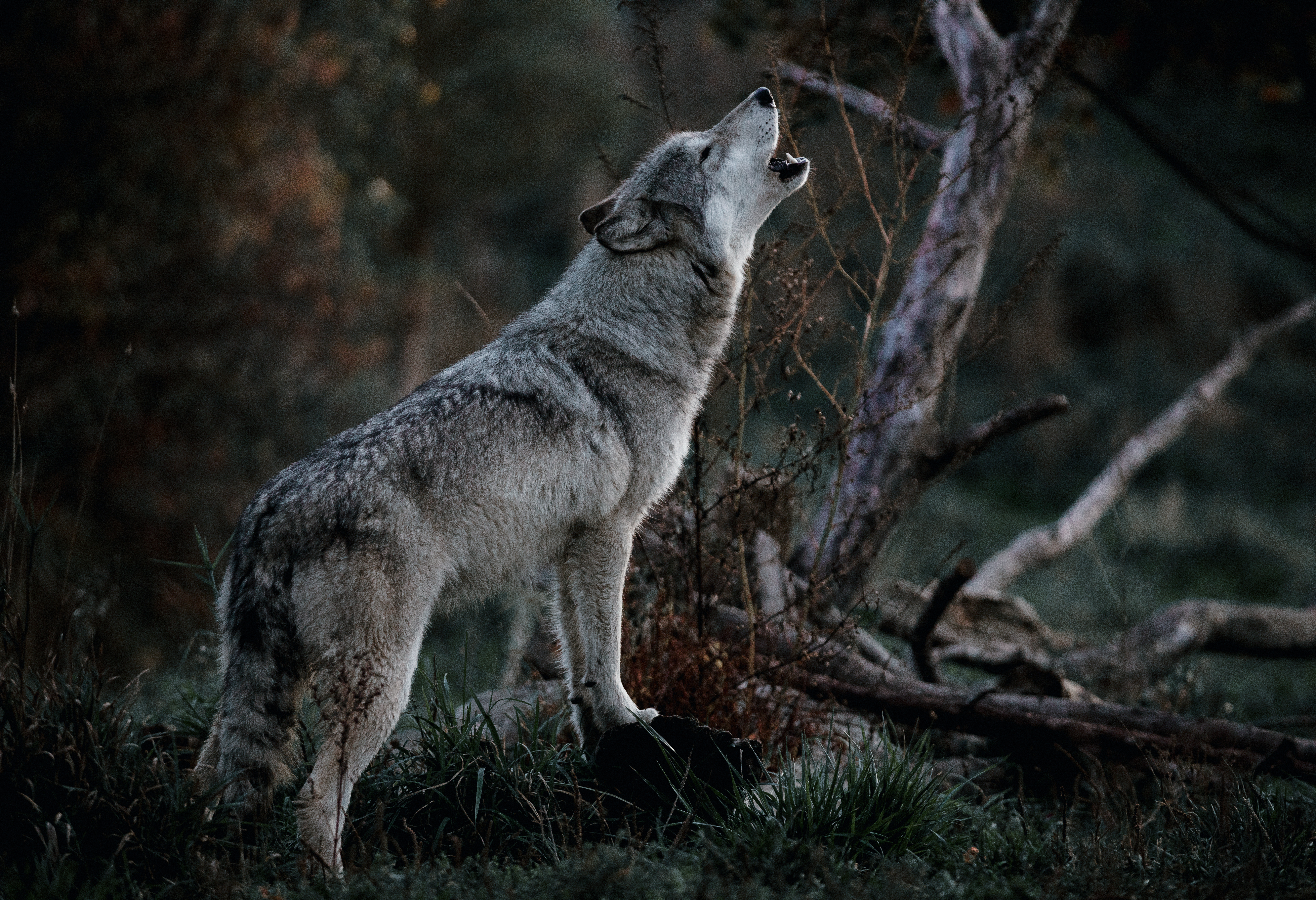 Foto eines heulenden Wolf| Leadership, Führung & Projektmanagement