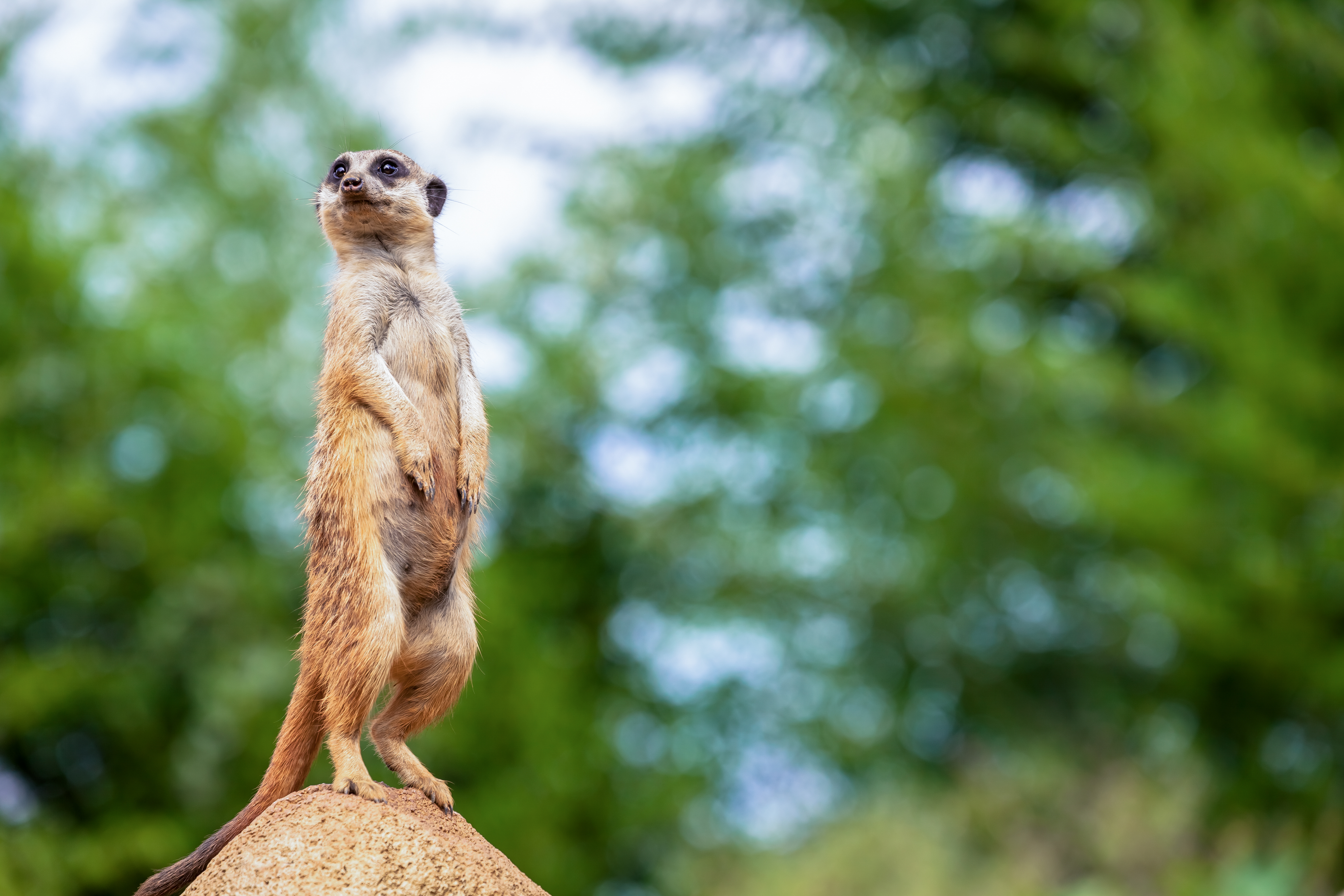 Foto von einem Erdmännchen auf einem Hügel | Projektmanagement