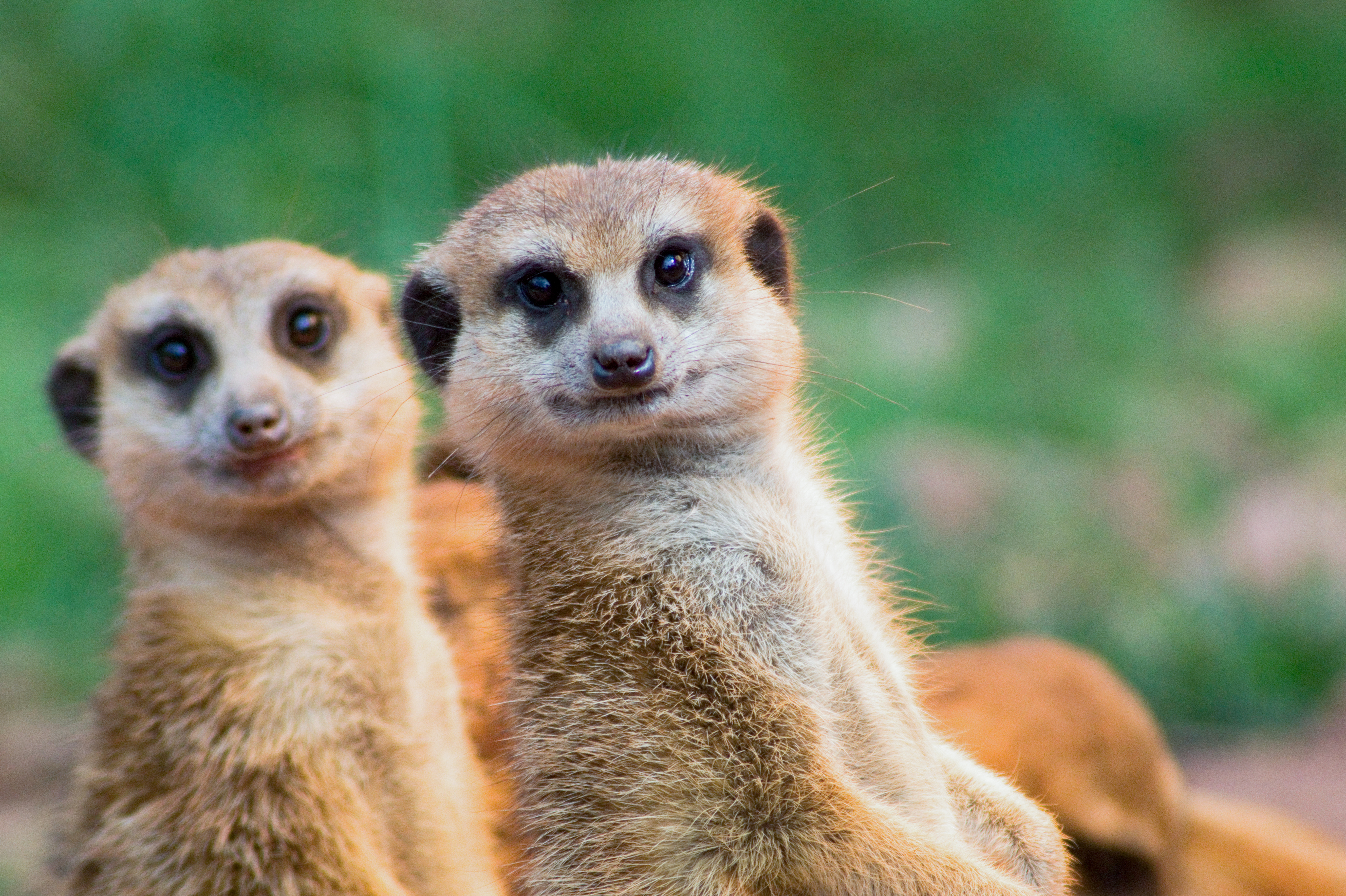 Foto von zwei Erdmännchen | Projektmanagement & Projektmanagement-Beratung