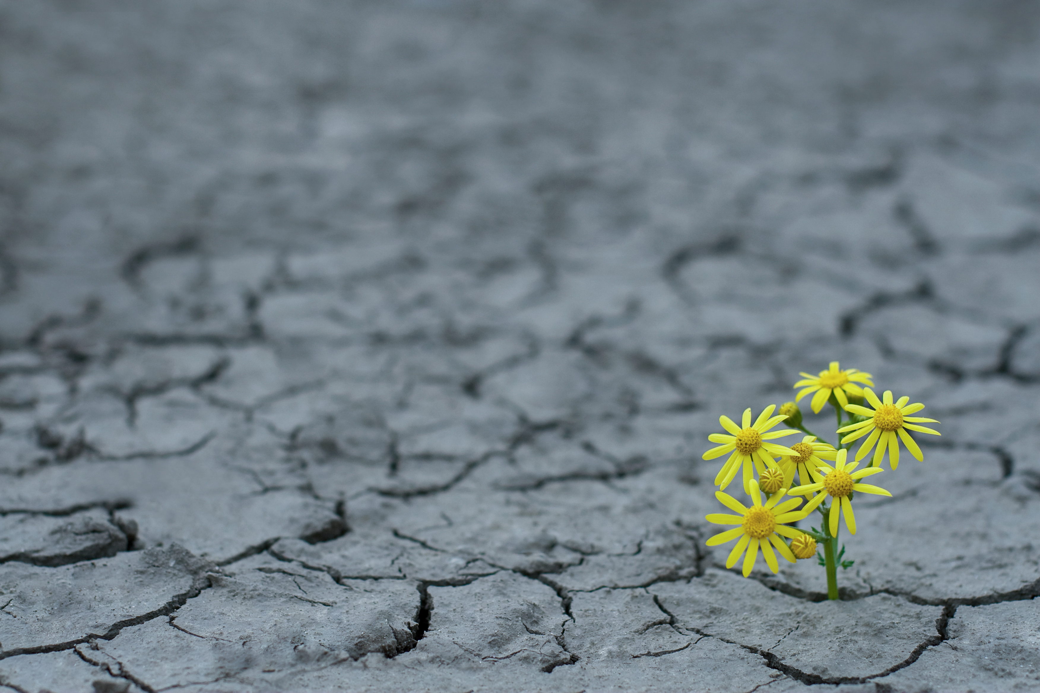 Foto von Blumen die aus dem Boden sprießen | Transformation